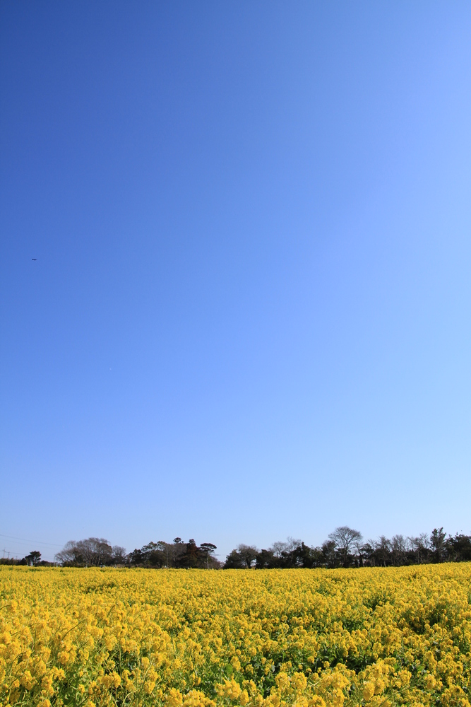 加治菜の花畑