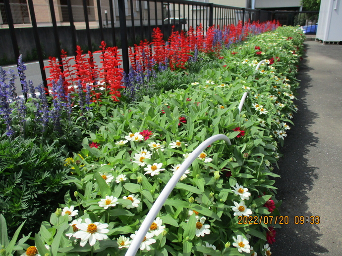 花壇写真（小規模）