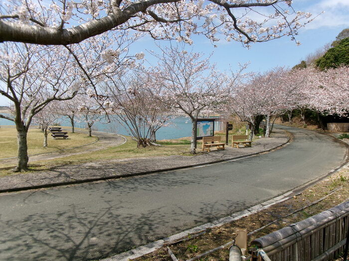 初立池桜