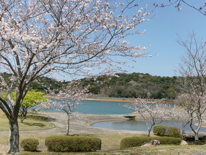 初立池桜