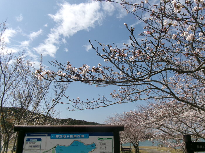 初立池桜