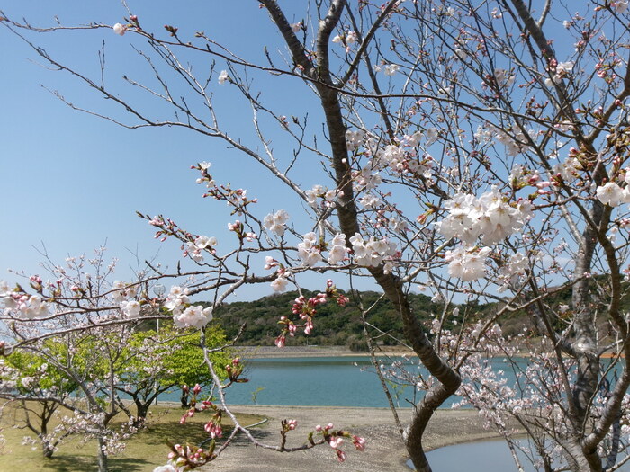 初立池桜