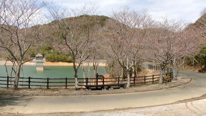 初立池桜