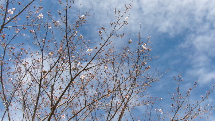 初立池桜
