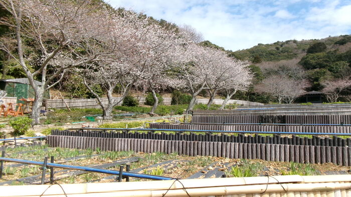初立池桜