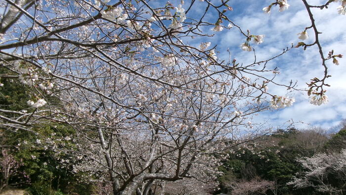 初立池桜
