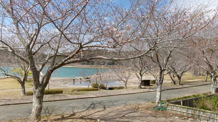 初立池桜