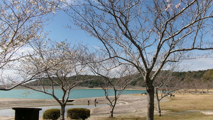 初立池桜