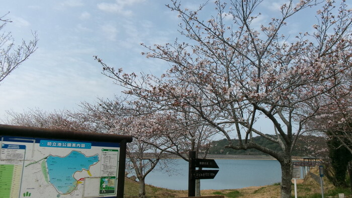 初立池桜