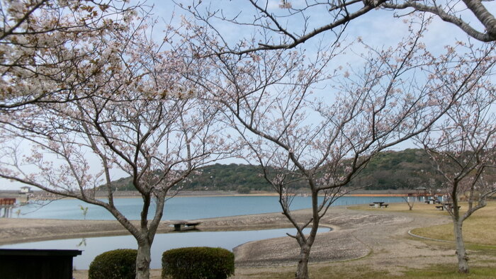 初立池桜