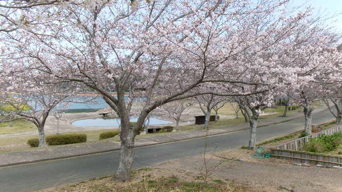初立池桜