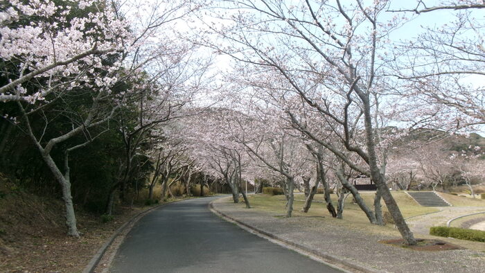 初立池桜