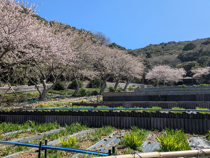 初立池桜