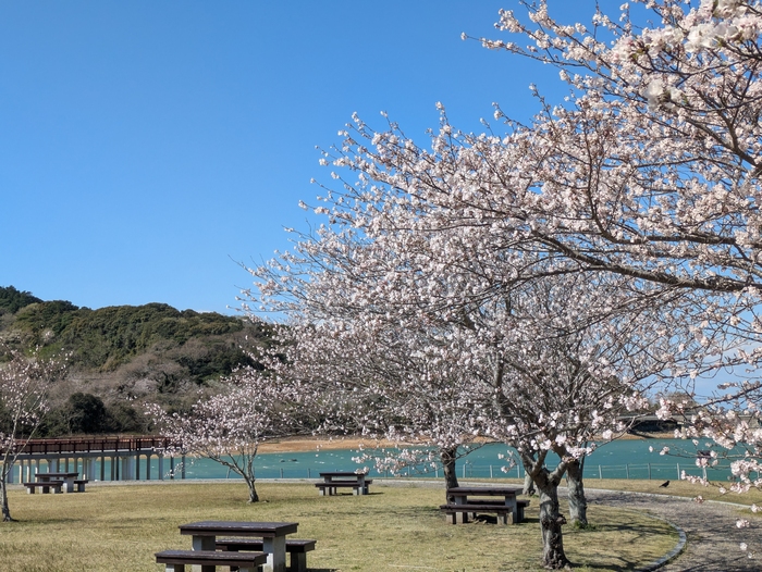 初立池桜