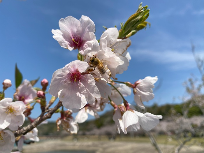 初立池桜