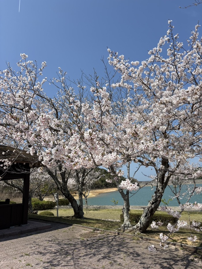 初立池桜