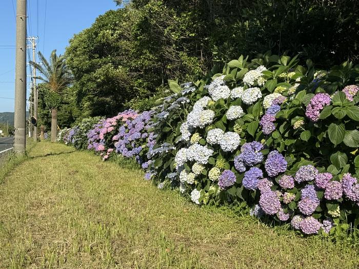 初立池公園
