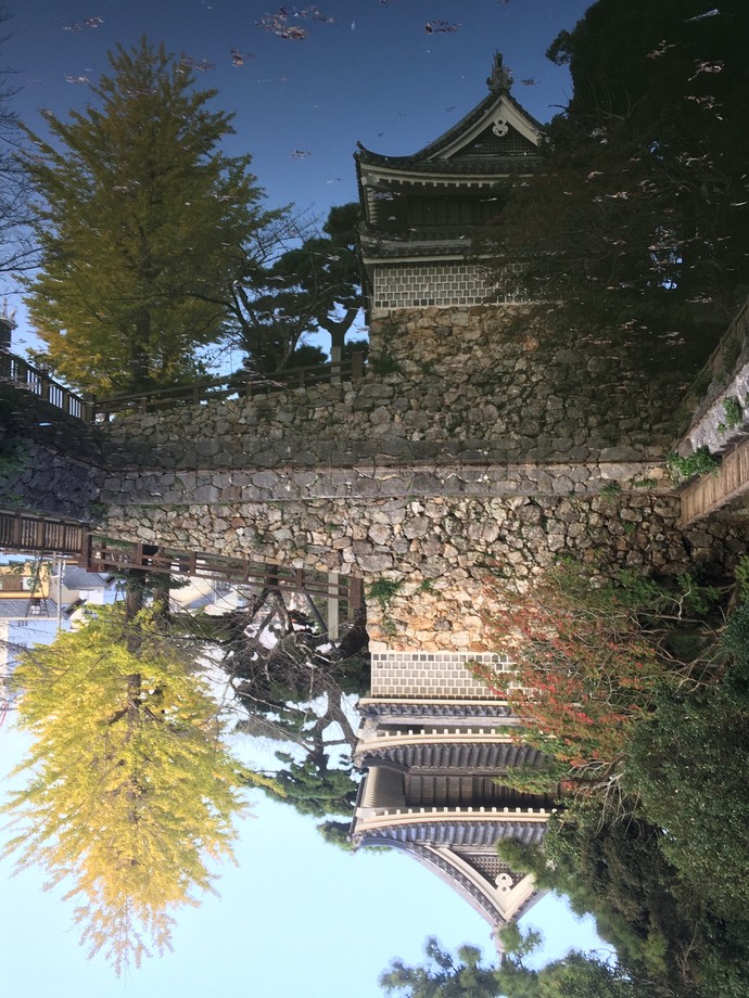 「逆さ銀杏」