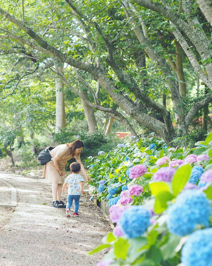 「あじさい散歩…♪*°」