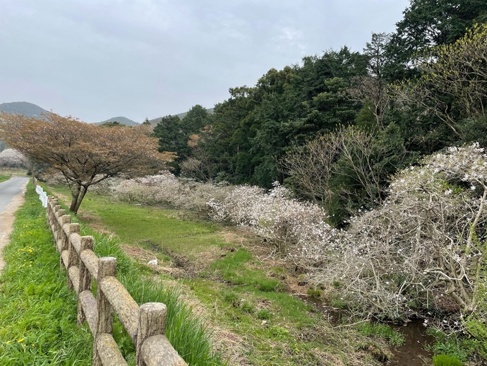 写真:シデコブシ