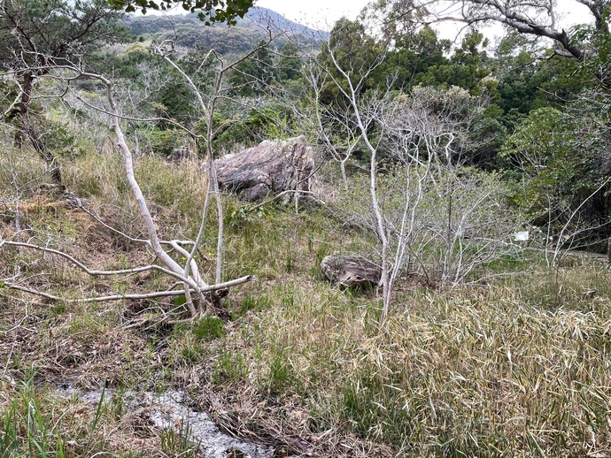 写真:シデコブシ