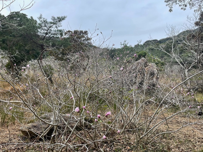 写真:藤七原湿地植物群落
