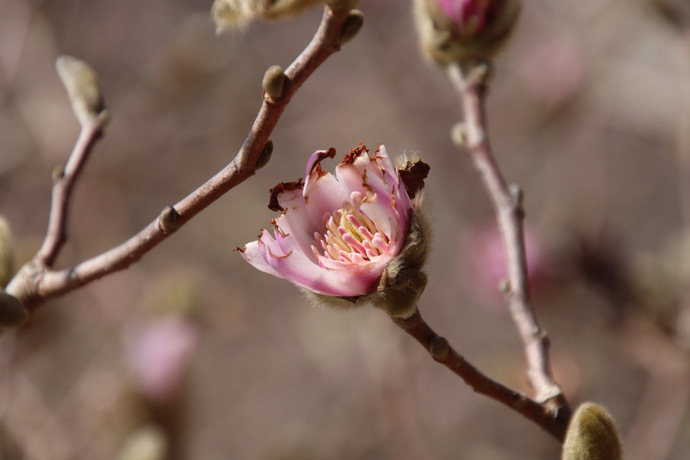 写真：シデコブシ