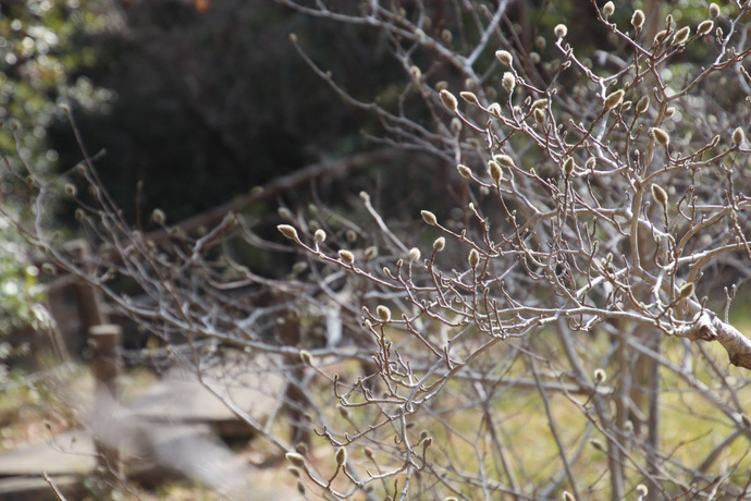 写真：シデコブシ