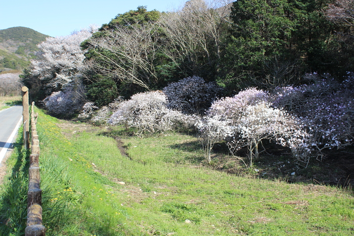 伊川津のシデコブシ　4月3日の様子