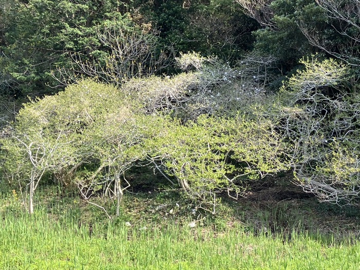 伊川津のシデコブシ　4月16日（水曜日）の様子