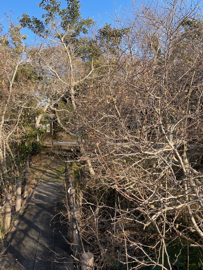 2月27日　黒河湿地のシデコブシの様子