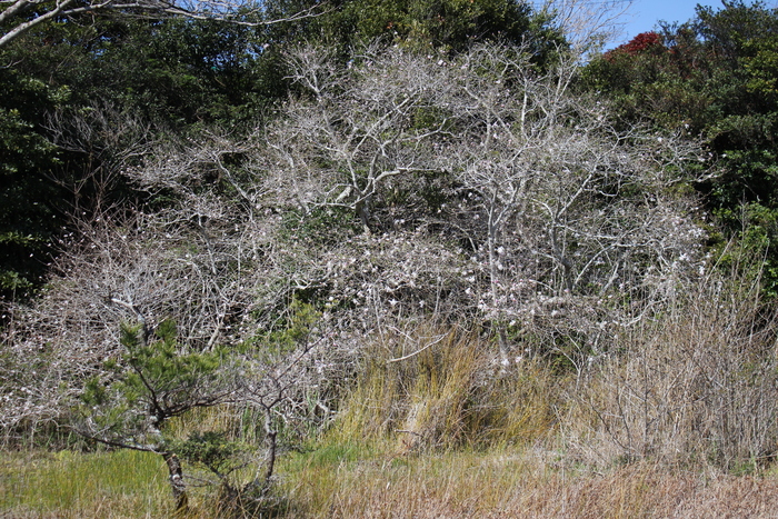 黒河湿地植物群落　4月3日の様子（その2）