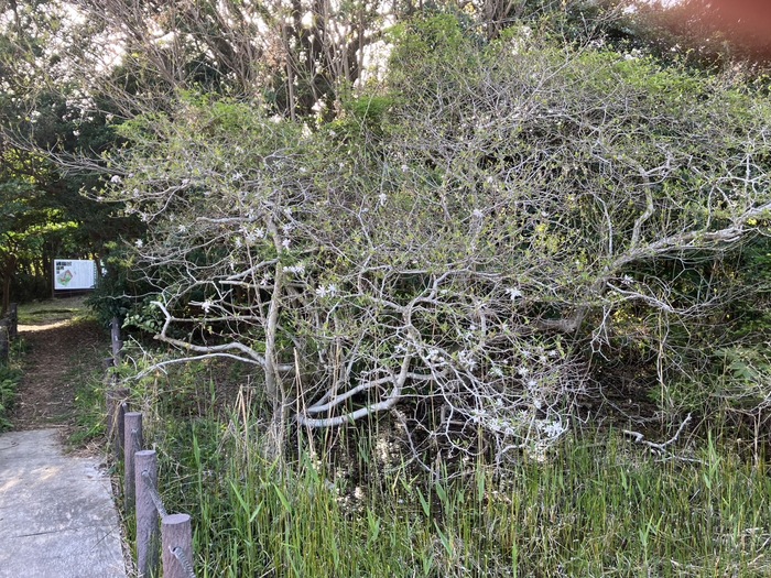 黒河湿地植物群落　4月9日の様子