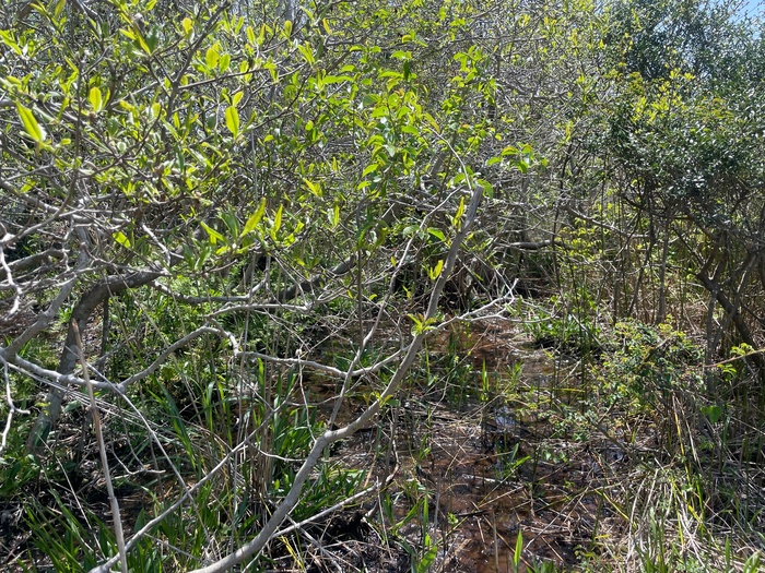 黒河湿地植物群落　4月14日の様子