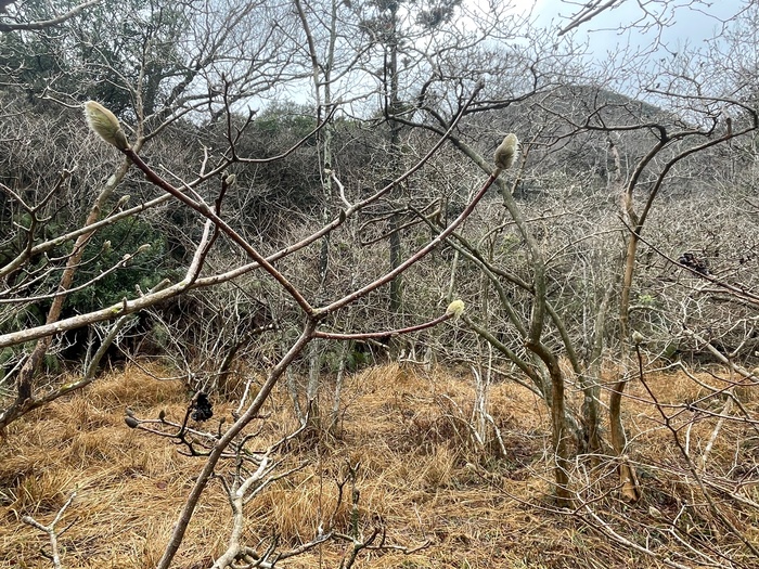 椛のシデコブシ　3月12日の様子