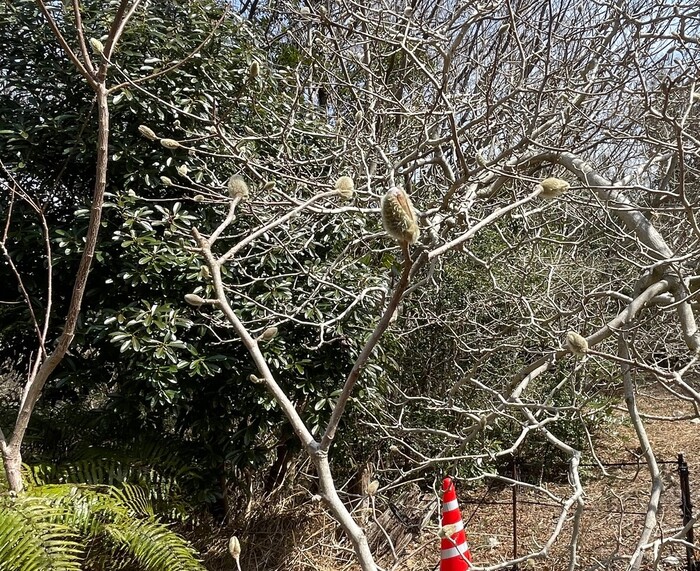 椛のシデコブシ　3月18日の様子