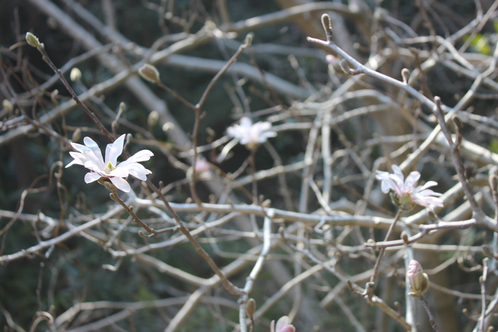 椛のシデコブシ自生地　3月23日の様子（その1）