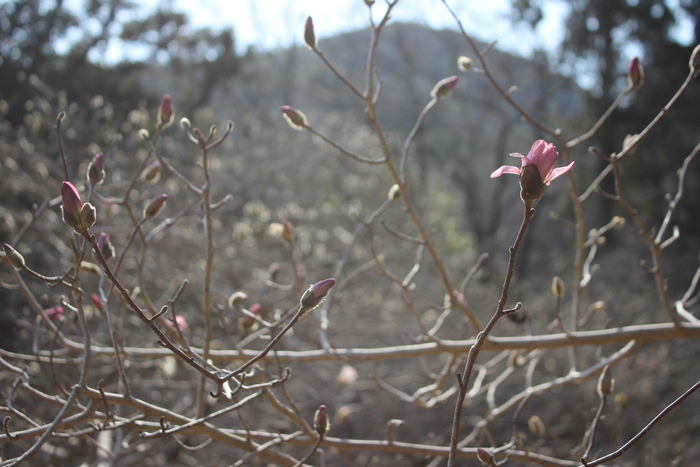 椛のシデコブシ自生地　3月23日（日曜日）の様子　その2
