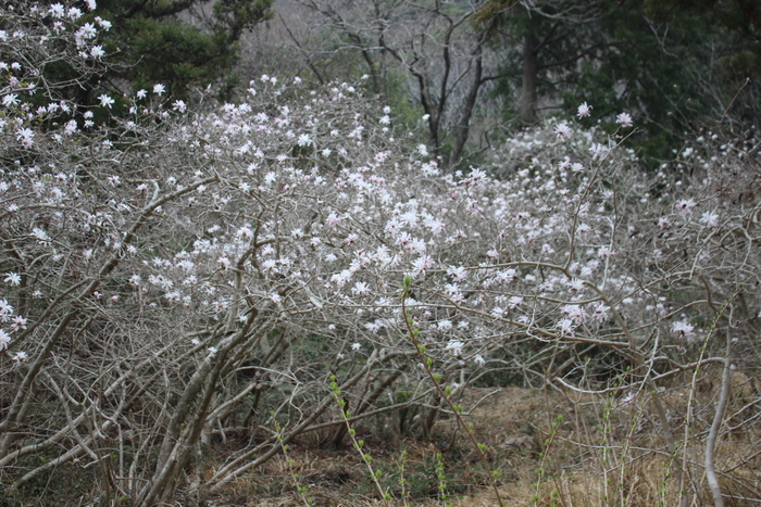 椛のシデコブシ自生地　3月27日（木曜日）の様子
