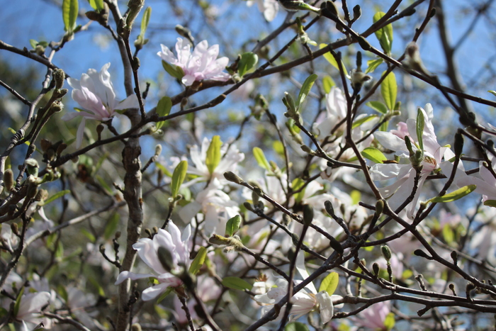 椛のシデコブシ自生地　4月3日の様子