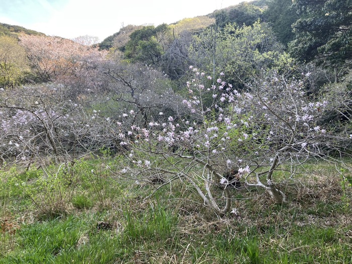 椛のシデコブシ自生地　4月9日の様子