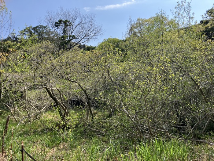 椛のシデコブシ自生地　4月16日（水曜日）の様子