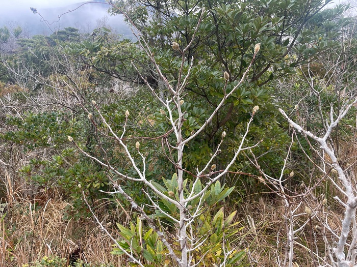藤七原湿地植物群落　3月12日の様子