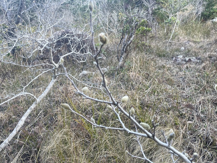 藤七原湿地植物群落　3月18日の様子