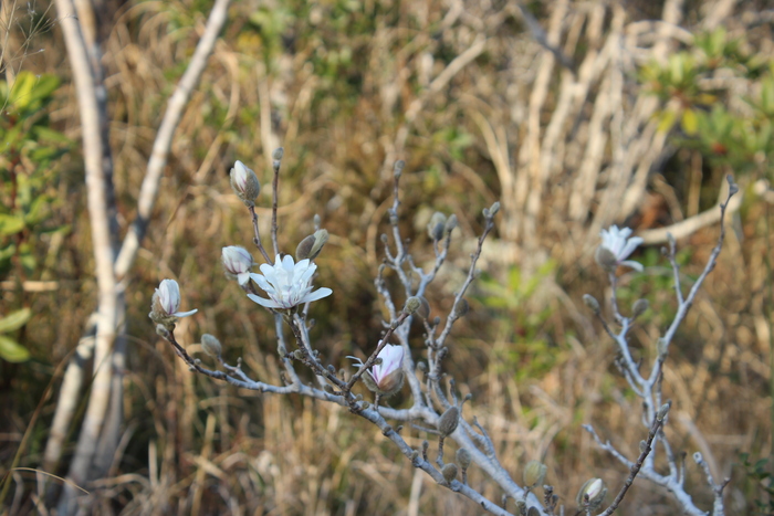 藤七原湿地植物群落 3月23日（日曜日）の様子