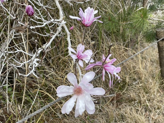 藤七原湿地植物群落　3月26日（水曜日）の様子