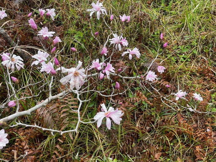 藤七原湿地植物群落 4月3日の様子