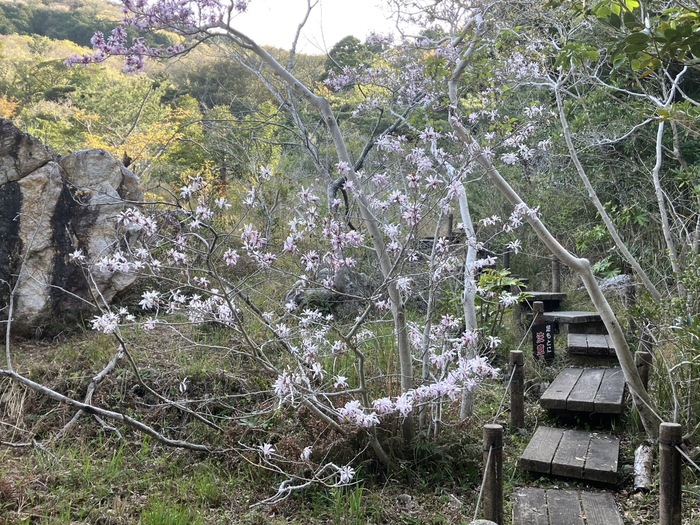 藤七原湿地植物群落　4月9日の様子