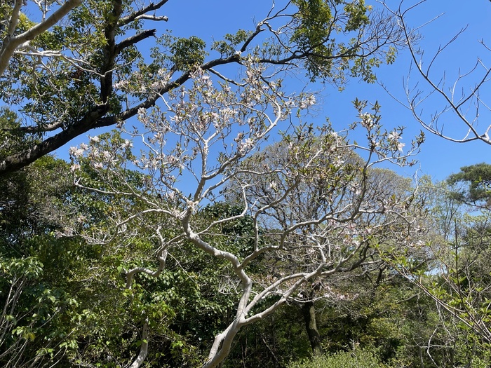 藤七原湿地植物群落　4月14日（月曜日）の様子