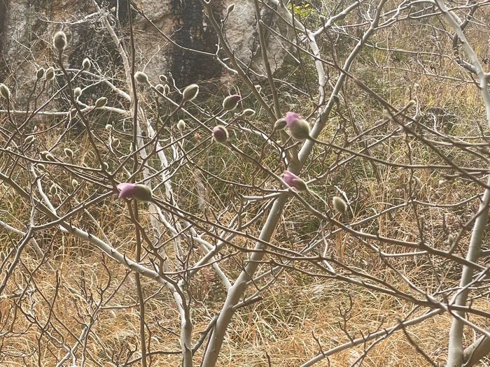 3月2日　藤七原湿地植物群落のシデコブシの様子